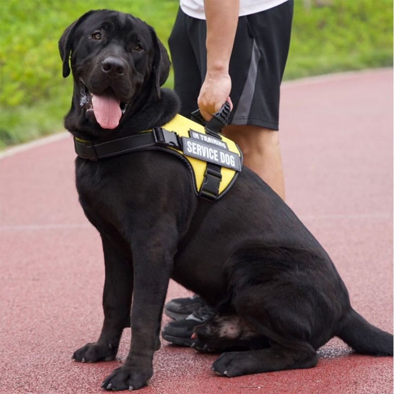 Arnês para cães de marca própria com alça