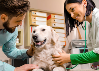 Quando você precisa levar seus cães ao veterinário?