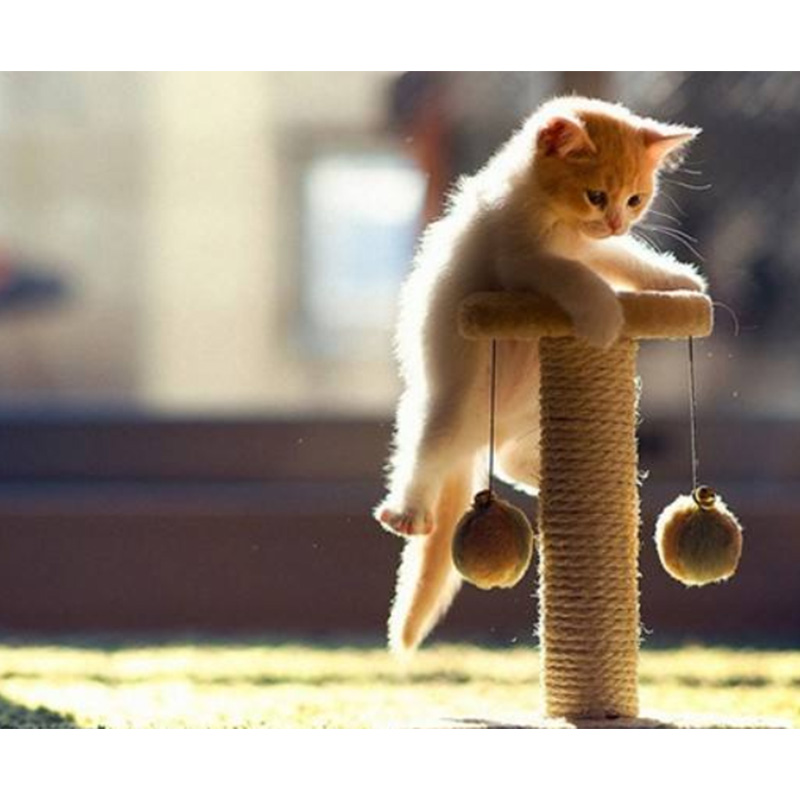 Quando você sai, seu gato fica entediado?
