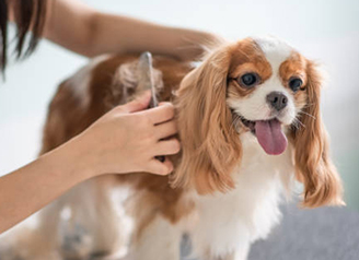 Habilidades de cuidados com animais de estimação para cães e gatos