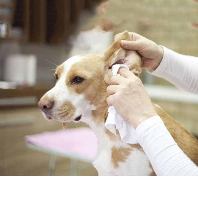 Sobre a limpeza da orelha de cachorro que o médico de estimação pode não lhe dizer