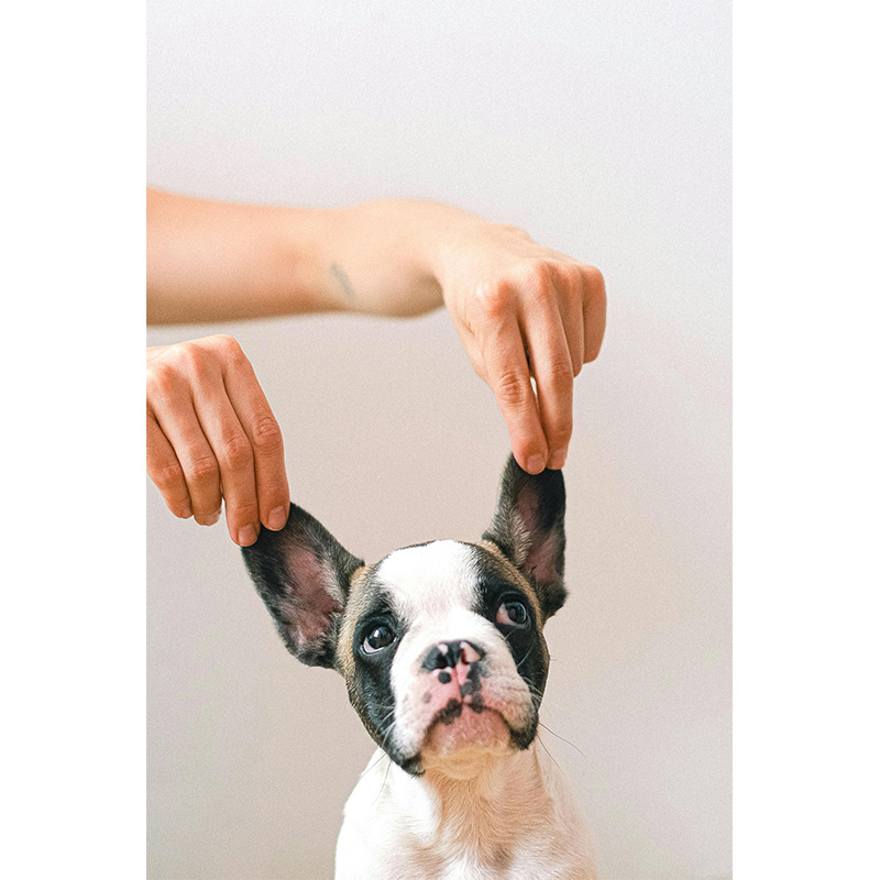 As 7 coisas que os cães querem que seus donos entendam mais