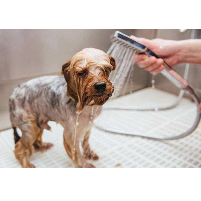 Os segredos que seu cachorro quer sussurrar para você no verão