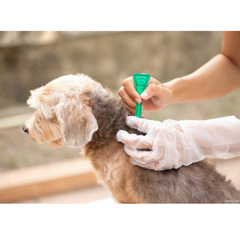 Como saber se seu cão tem parasitas?